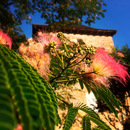 Albizia du Moulin du Boisset