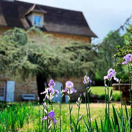Iris du Moulin du Boisset
